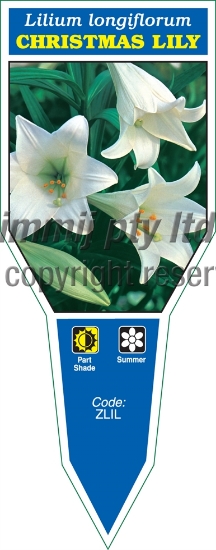 Picture of BULB LILIUM LONGIFLORUM CHRISTMAS LILY                                                                                                                
