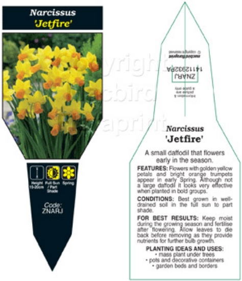 Picture of BULB NARCISSUS JETFIRE                                                                                                                                