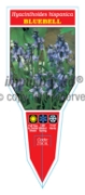 Picture of BULB BLUEBELL HYACINTHOIDES HISPANICA                                                                                                                 