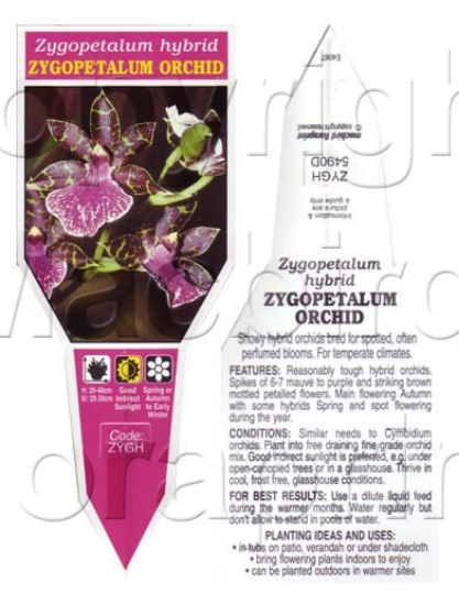 Picture of HOUSEPLANT ZYGOPETALUM HYBRID ORCHID                                                                                                                  
