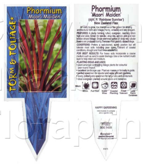 Picture of PHORMIUM MAORI MAIDEN                                                                                                                                 