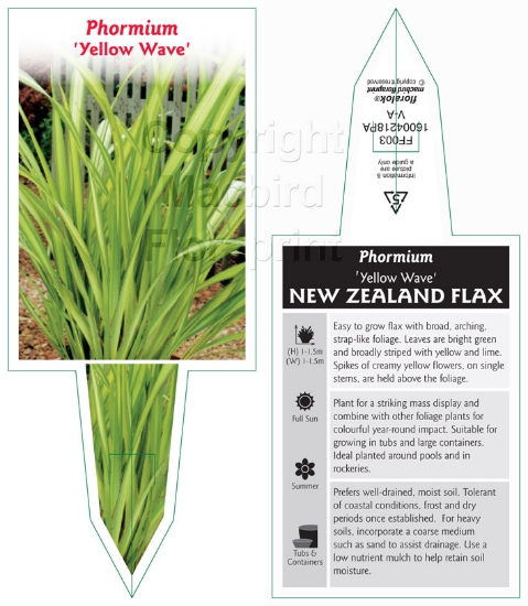 Picture of PHORMIUM YELLOW WAVE                                                                                                                                  