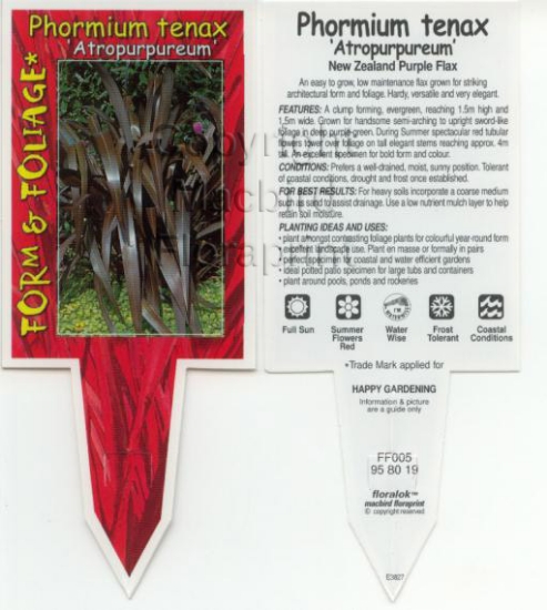 Picture of PHORMIUM TENAX ATROPURPUREUM NEW ZEALAND FLAX                                                                                                         