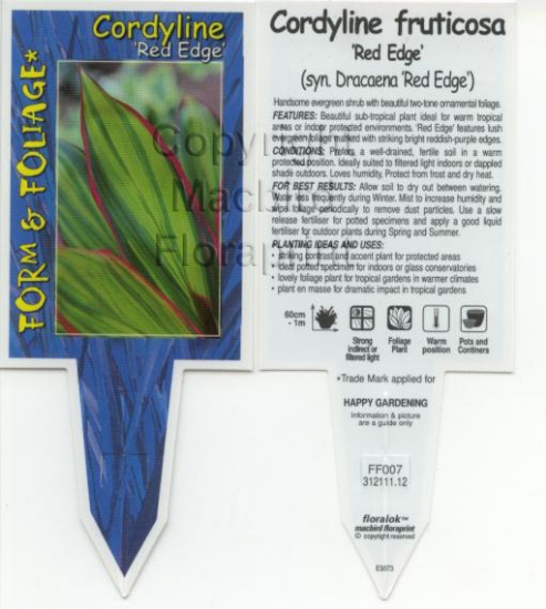 Picture of CORDYLINE FRUTICOSA RED EDGE                                                                                                                          