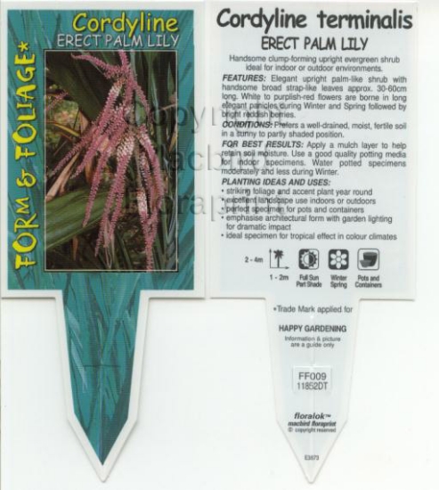 Picture of CORDYLINE TERMINALIS                                                                                                                                  