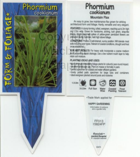 Picture of PHORMIUM COOKIANUM MOUNTAIN FLAX                                                                                                                      