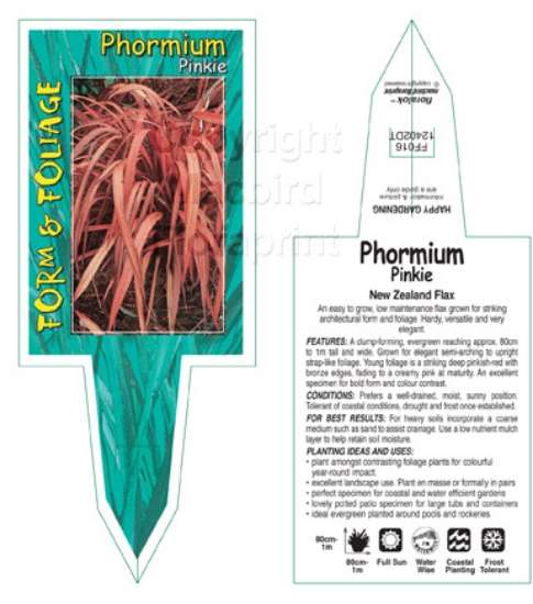Picture of PHORMIUM PINKIE                                                                                                                                       