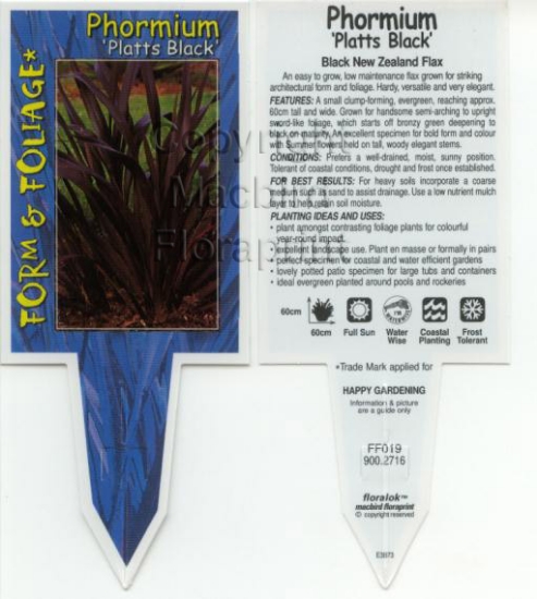 Picture of PHORMIUM PLATTS BLACK                                                                                                                                 