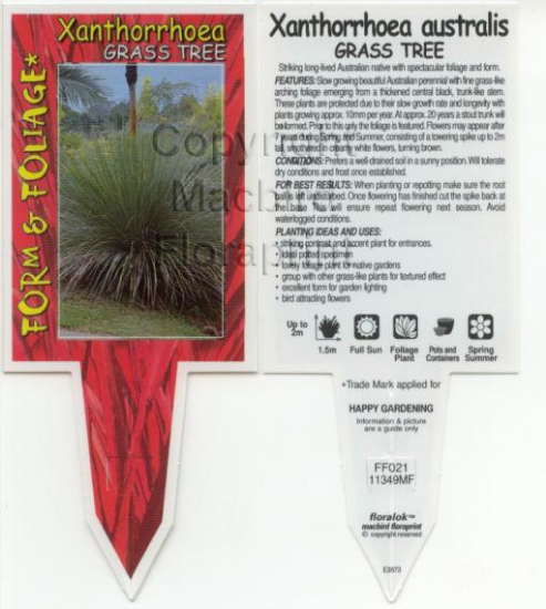 Picture of XANTHORRHOEA AUSTRALIS GRASS TREE                                                                                                                     