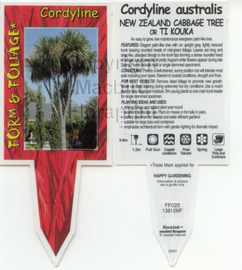 Picture of CORDYLINE AUSTRALIS                                                                                                                                   