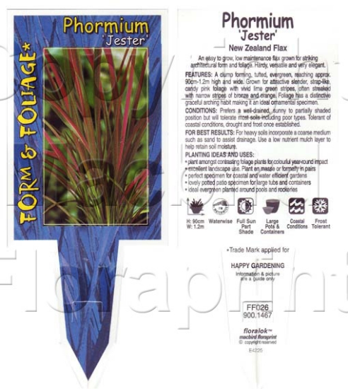 Picture of PHORMIUM JESTER                                                                                                                                       