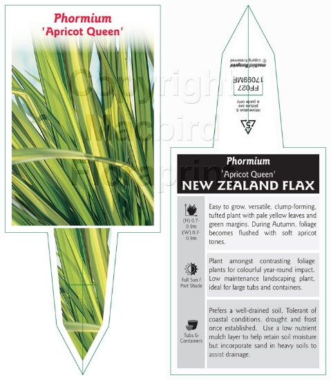 Picture of PHORMIUM APRICOT QUEEN                                                                                                                                