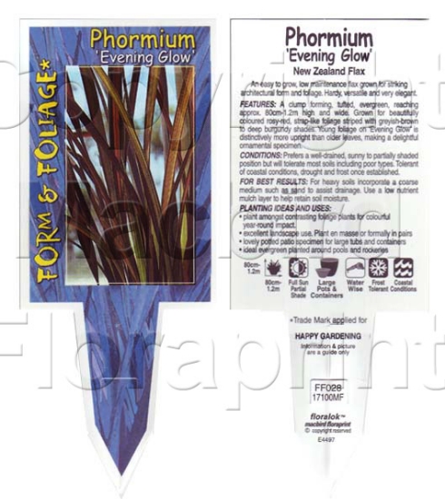 Picture of PHORMIUM EVENING GLOW                                                                                                                                 