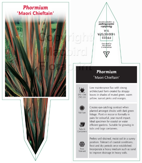 Picture of PHORMIUM MAORI CHIEFTAIN                                                                                                                              