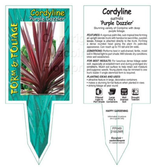 Picture of CORDYLINE PURPLE DAZZLER                                                                                                                              