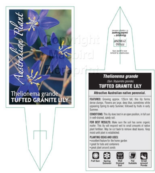Picture of THELIONEMA GRANDE TUFTED GRANITE LILY                                                                                                                 
