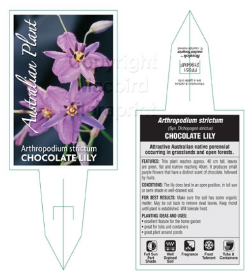 Picture of ARTHROPODIUM STRICTUM CHOCOLATE LILY                                                                                                                  