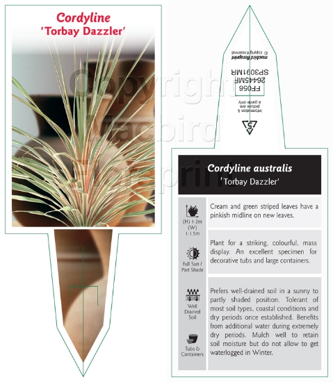 Picture of CORDYLINE AUSTRALIS TORBAY DAZZLER                                                                                                                    
