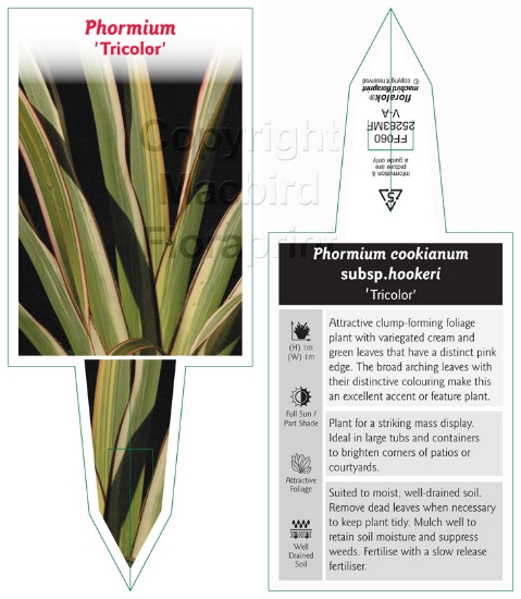 Picture of PHORMIUM TRICOLOR                                                                                                                                     