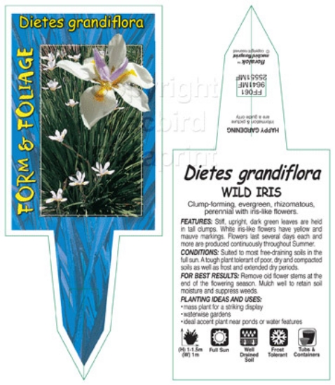 Picture of DIETES GRANDIFLORA WILD IRIS                                                                                                                          