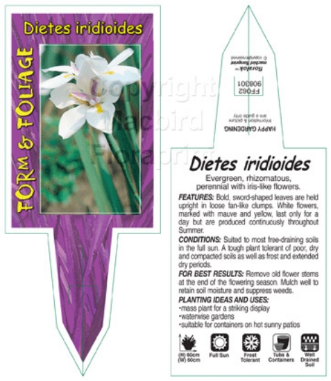 Picture of DIETES IRIDIOIDES                                                                                                                                     