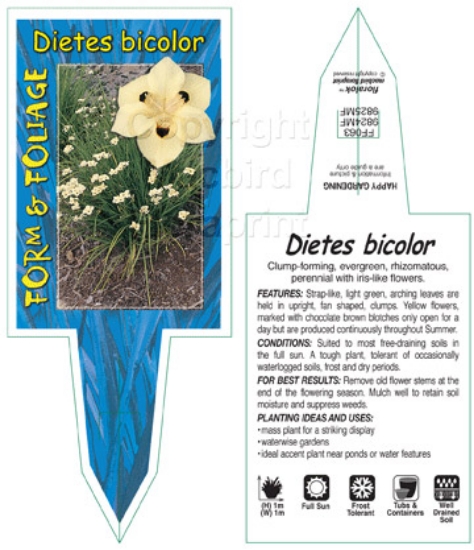 Picture of DIETES BICOLOR                                                                                                                                        