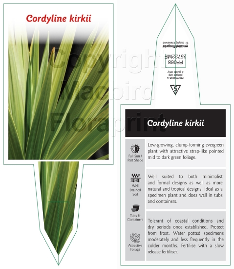 Picture of CORDYLINE KIRKII                                                                                                                                      