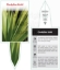 Picture of CORDYLINE KIRKII                                                                                                                                      