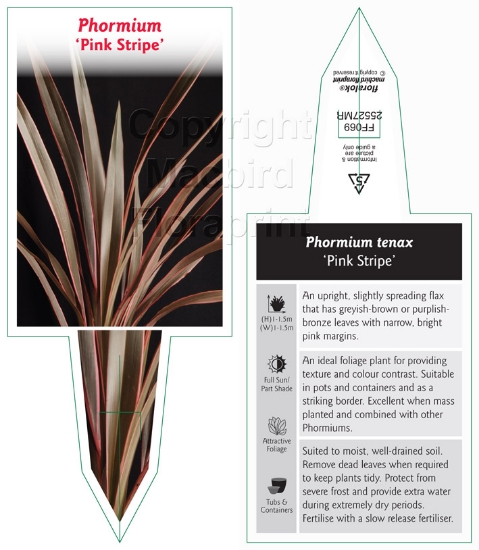 Picture of PHORMIUM PINK STRIPE                                                                                                                                  