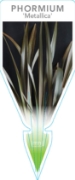 Picture of PHORMIUM METALLICA                                                                                                                                    
