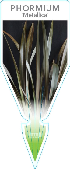 Picture of PHORMIUM METALLICA                                                                                                                                    