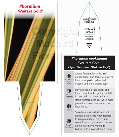 Picture of PHORMIUM WAITARA GOLD (SYN. P. GOLDEN RAY)                                                                                                            