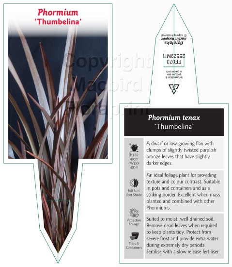 Picture of PHORMIUM THUMBELINA                                                                                                                                   