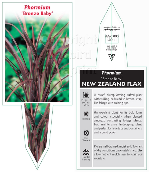 Picture of PHORMIUM DUET                                                                                                                                         