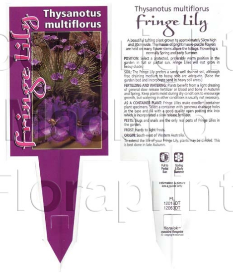 Picture of THYSANOTUS FRINGE LILY                                                                                                                                
