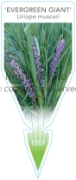Picture of LIRIOPE MUSCARI EVERGREEN GIANT                                                                                                                       
