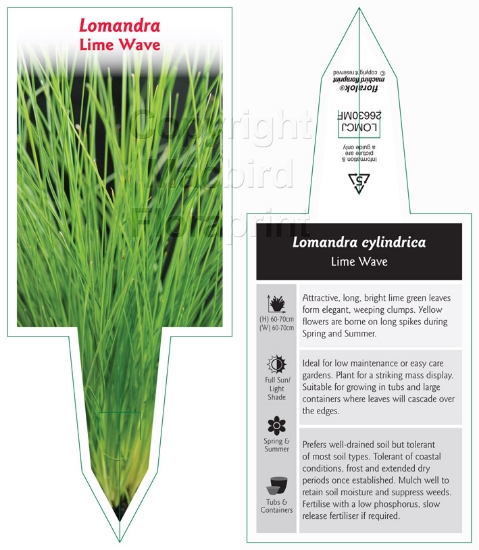 Picture of LOMANDRA CYLINDRICA LIME WAVE                                                                                                                         