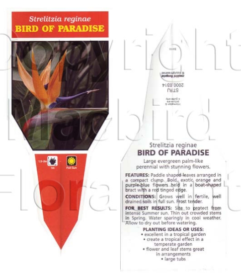 Picture of STRELITZIA REGINAE BIRD OF PARADISE                                                                                                                   