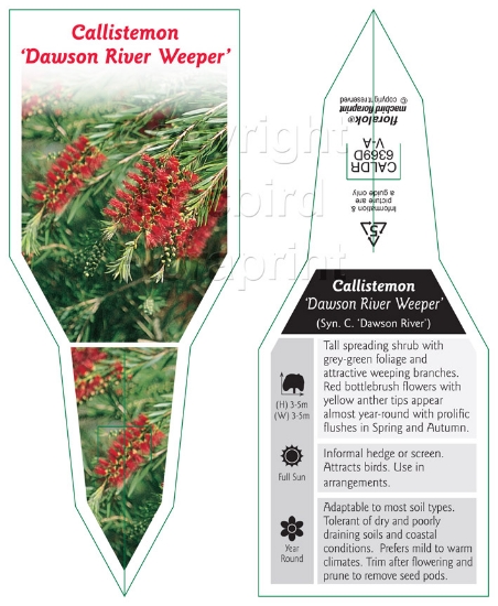 Picture of CALLISTEMON DAWSON RIVER WEEPER                                                                                                                       