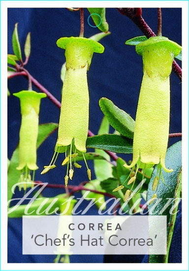 Picture of CORREA BAEUERLENII CHEFS HAT CORREA                                                                                                                   
