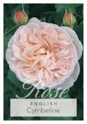 Picture of **ROSE CYMBELINE (English)                                                                                                                            