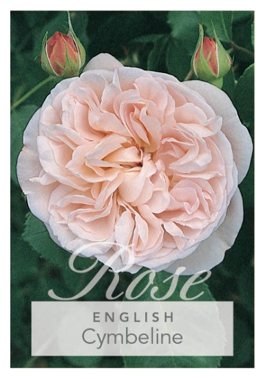 Picture of **ROSE CYMBELINE (English)                                                                                                                            