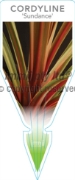 Picture of CORDYLINE SUNDANCE                                                                                                                                    