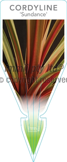 Picture of CORDYLINE SUNDANCE                                                                                                                                    