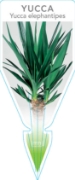 Picture of YUCCA ELEPHANTIPES                                                                                                                                    