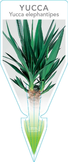 Picture of YUCCA ELEPHANTIPES                                                                                                                                    