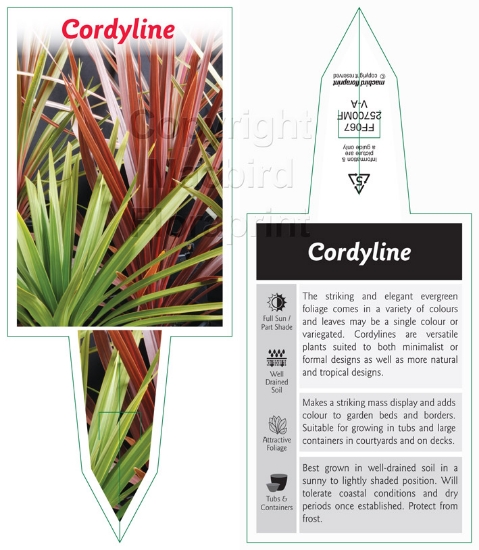 Picture of CORDYLINE MIXED PICTURE (NARROW LEAF FORM UNNAMED                                                                                                     