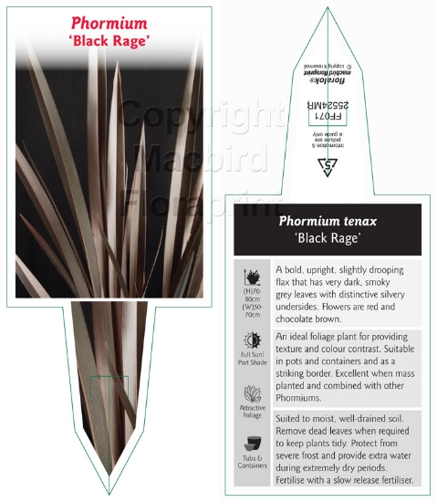 Picture of PHORMIUM BLACK RAGE                                                                                                                                   