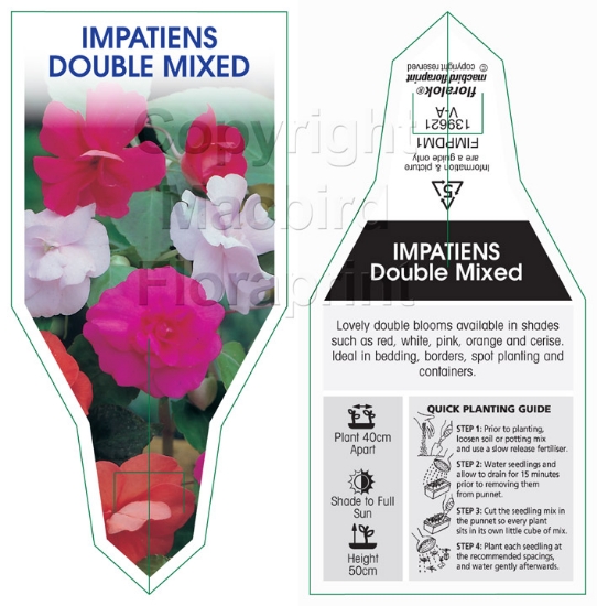 Picture of ANNUAL IMPATIENS DOUBLE MIXED (Impatiens walleriana)                                                                                                  