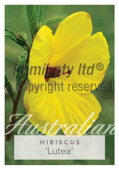 Picture of HIBISCUS HETEROPHYLLUS LUTEA                                                                                                                          